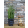 Monkey Head Planter