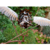 Owl Stake