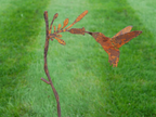 Rusty Bird Stake
