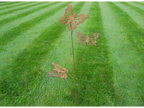 Rusty Butterflies Stake
