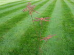 Rusty Dragonflies Stake