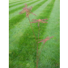 Rusty Dragonflies Stake