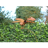 Rusty Dragonfly Stake