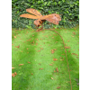 Rusty Dragonfly Stake