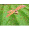 Rusty Dragonfly Stake