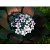 Flower Spike