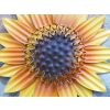 Sunflower Head Wall Decoration - S