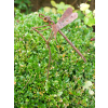 Rusty Dragonfly Stake
