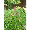 Rusty Dragonfly Stake