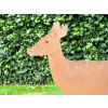 Rusty Deer