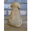 Bubblegum Dog