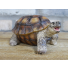 Tortoise