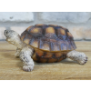 Tortoise