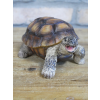 Tortoise