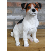Jack Russell