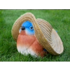 Mexican Blue Tit