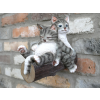 Cats On A Branch