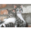 Cats On A Branch