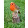 Tweeting Bird