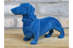 Blue Dachshund Dog