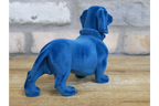 Blue Dachshund Dog