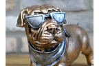 Dog With Shades