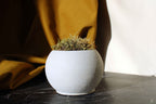 CONCRETE ROUND POT Default Title