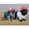 Dog With Cap