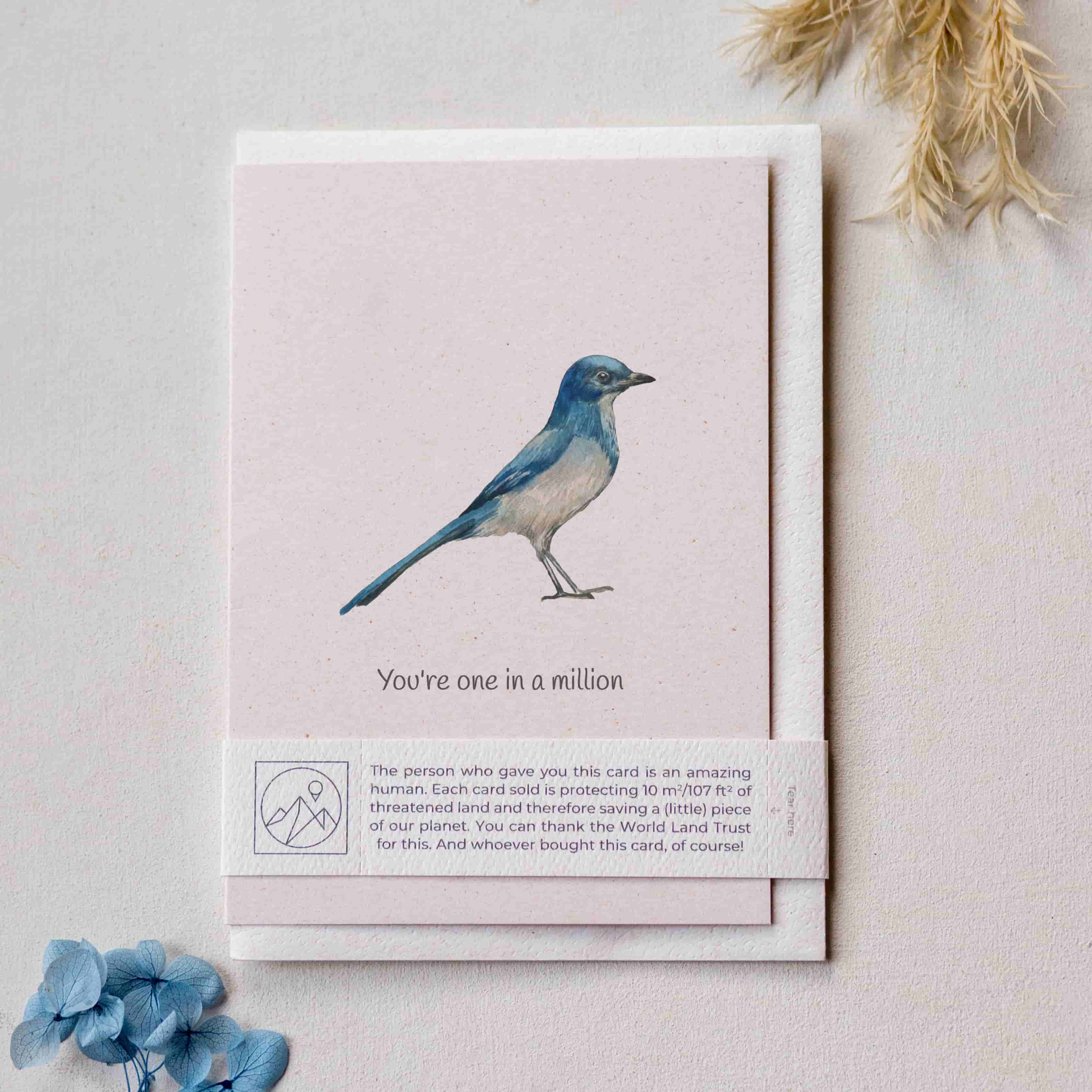 Animal Lover Charity Greeting Card Florida Scrub Jay 'You're one in a million' card