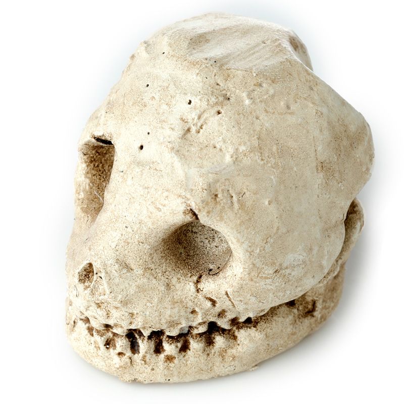 Gothic Gifts Skull Dig It Out Kit